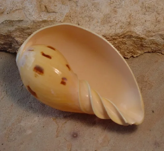 Melo shell