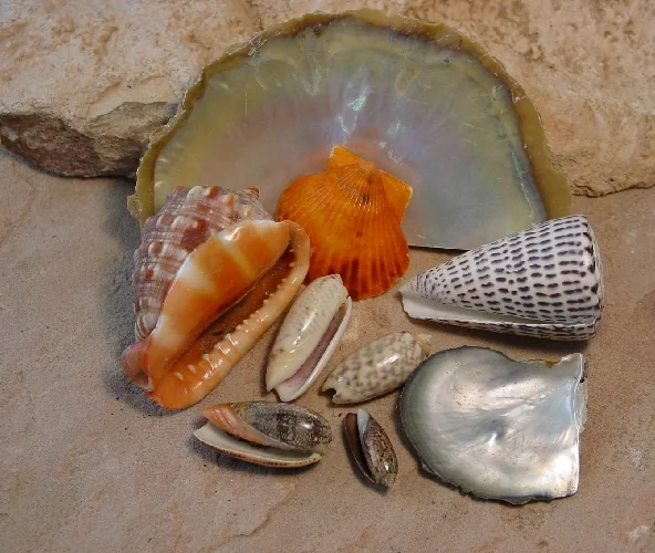 An assortment of shells