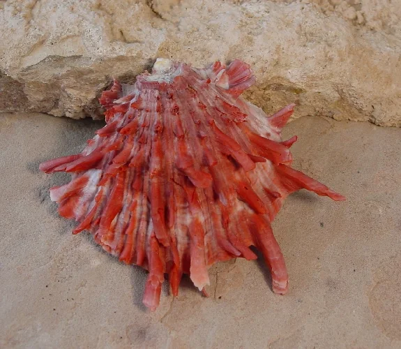 Spiny oyster shell